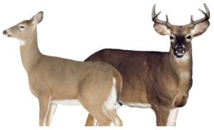 MONTANA DECOY DEER DREAM TEAM